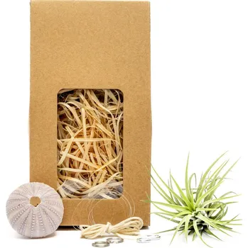 Gardners Medusa "Vyrob si sám" Purple s Tillandsií ionantha green Tillandsie, kykatka