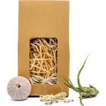 Gardners Medusa "Vyrob si sám" Purple s Tillandsií caput medusae Tillandsie, kykatka