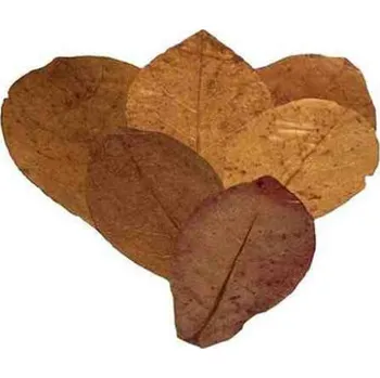 Krmivo pro rybičky Listy Mandlovníku mořského M 10 ks