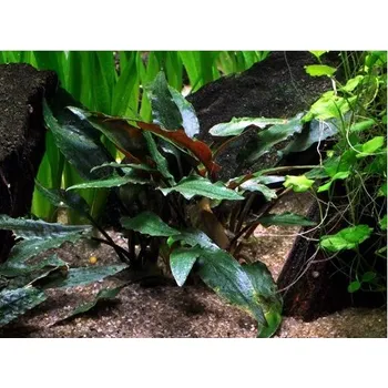 Sazenice Cryptocoryne beckettii 'Petchii' v blistru