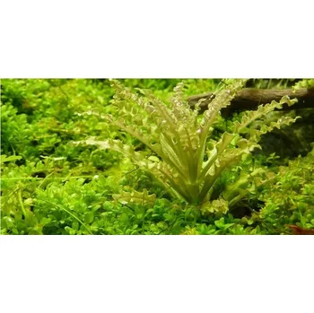 Akvarijní rostlina Tropica Pogostemon helferi 1-2 Grow!