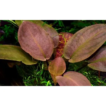 Sazenice Tropica Lagenandra meeboldii 'Red'