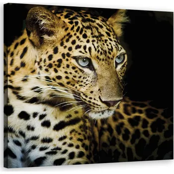 Obraz OBRAZ NA PLÁTNĚ Majestátní leopard 30x30