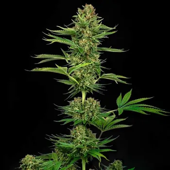 Semeno Sensi Seeds - Satin Black Domina CBD 3 ks
