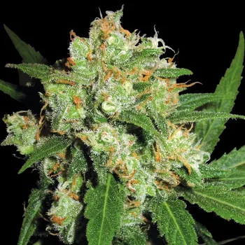 Semeno Sensi Seeds - Sensi Skunk regular 10 ks
