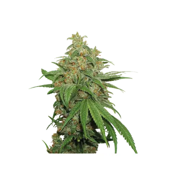 Semeno Skunk Seeds AK47 Auto Balení: 1ks