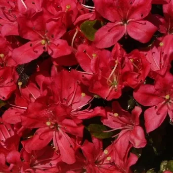 Sazenice Rhododendron obtusum Diamant Rot 20/30 cm