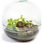 Gardners Skleněné terárium boule - výška 27 cm, průměr 27 cm - osázené vlhkomilně