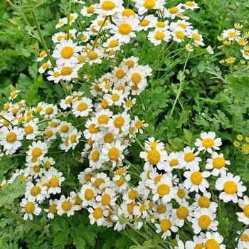 Sazenice Tanacetum parthenium