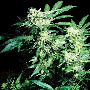 Semeno Sensi Seeds - Skunk Kush 1 ks