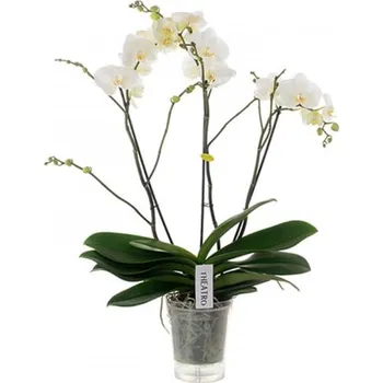 Sazenice Orchidej Můrovec, Phalaenopsis EXTRA, 3 výhony, bílá