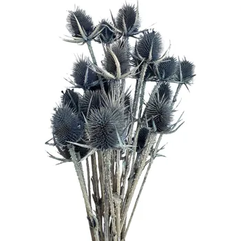 Bodlák medium světle modrá 20 ks