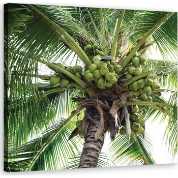 Obraz OBRAZ NA PLÁTNĚ Kokosová palma 30x30