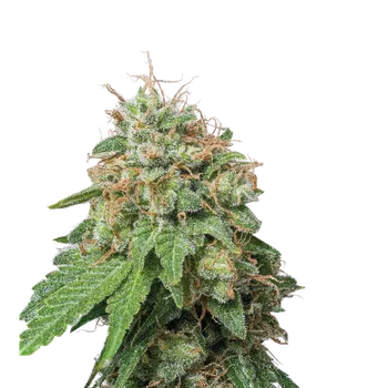 Semeno Skunk Seeds Amnesia Auto Balení: 3ks