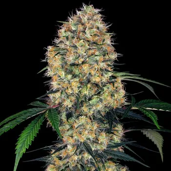Sensi Seeds - Sensi Amnesia XXL Automatic 3 ks