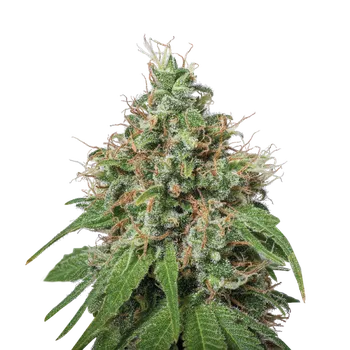 Semeno Skunk Seeds Amnesia Balení: 1ks