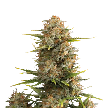 Semeno Skunk Seeds Super Skunk Auto Balení: 1ks