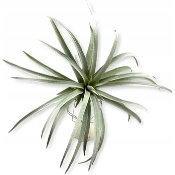 umělá květina BioPlant Tillandsia brachycaulos Umělá rostlina - dokonalá imitace