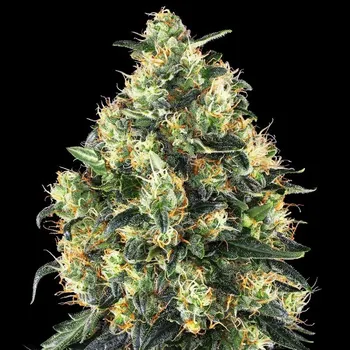 Semeno Sensi Seeds - Super Skunk Automatic 3 ks