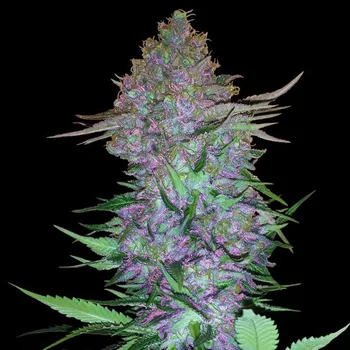 Semeno Sensi Seeds - Purple Skunk Automatic 3 ks