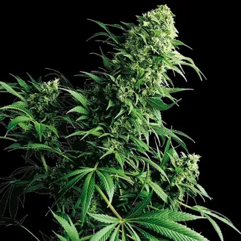 Sensi Seeds - Shiva Shanti regular 10 ks