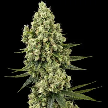 Semeno Sensi Seeds - Silver Fire 1 ks
