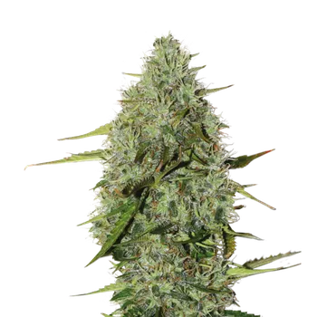 Semeno Skunk Seeds Critical Balení: 1ks