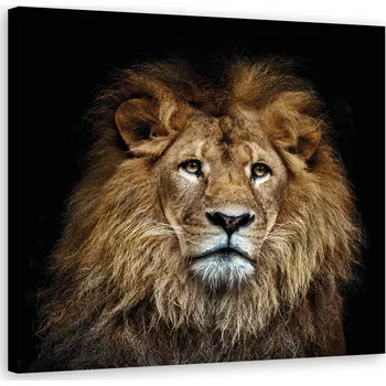 Obraz OBRAZ NA PLÁTNĚ Majestátní lev 60x60