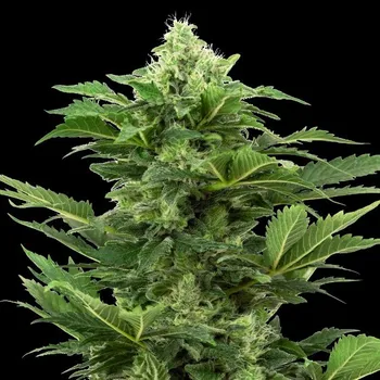 Semeno Sensi Seeds Research - Afghan Pearl CBD Automatic 3 ks