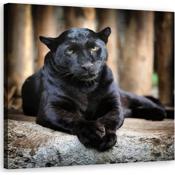 Obraz OBRAZ NA PLÁTNĚ Černý panter 50x50