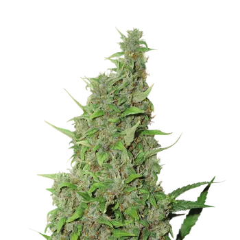 Semeno Skunk Seeds Power Plant Balení: 1ks