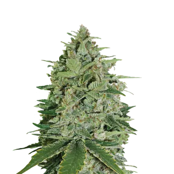 Semeno Skunk Seeds Super Skunk Balení: 10ks