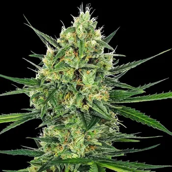 Semeno Sensi Seeds - Tangerine Sugar 5 ks