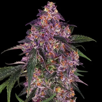 Sensi Seeds - Sensi Purple Kush 3 ks
