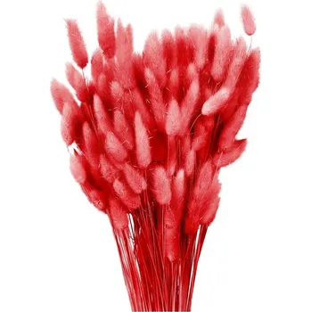 Sušený lagurus tmavě červený 80 g