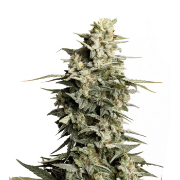 Semeno Skunk Seeds Big Bud Balení: 5ks
