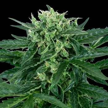 Semeno Sensi Seeds - Sensi Amnesia Automatic 1 ks