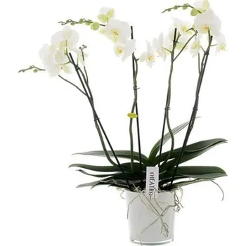 Sazenice Orchidej Můrovec, Phalaenopsis EXTRA, 4 výhony, bílá