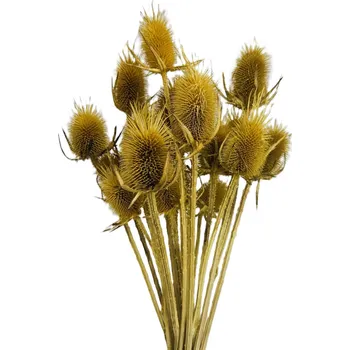 Bodlák medium žlutá 20 ks