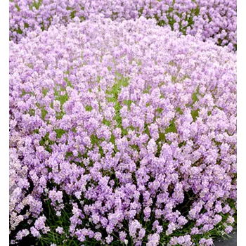 Sazenice Levandula úzkolistá ´ROSEA´ kont. 1 l