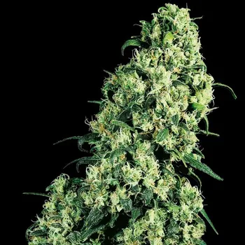 Semeno Sensi Seeds - Skunk #1 1 ks