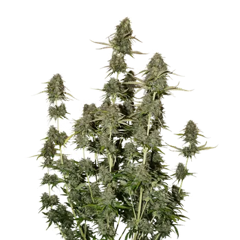 Semeno Skunk Seeds Power Plant Auto Balení: 1ks
