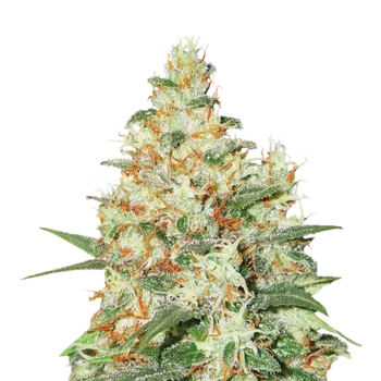 Semeno Skunk Seeds OG Kush Auto Balení: 1ks