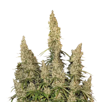 Semeno Skunk Seeds White Widow Auto Balení: 5ks