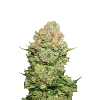 Semeno Skunk Seeds White Widow Balení: 10ks