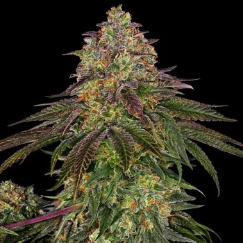 Semeno Sensi Seeds - Sweet Cherry Kush 5 ks