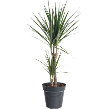 Sazenice Dračinec vroubený, Dracaena marginata, 2 výhony, průměr květináče 17 cm