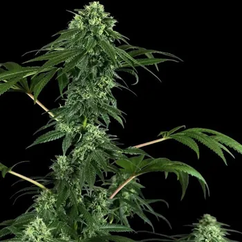 Semeno Sensi Seeds Research - 420 Punch 3 ks