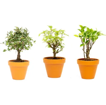 Gardners Bonsaj mix, průměr 11-12 cm Bonsaj