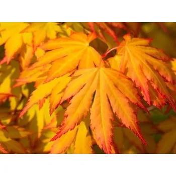 Sazenice Javor dlanitolistý 'Cascade Gold' Balení: kontejner p29, Tvar: výška 90cm